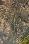 Hairy crabgrass
